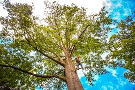 Best Soil Testing and Treatment  in Hillview, KY