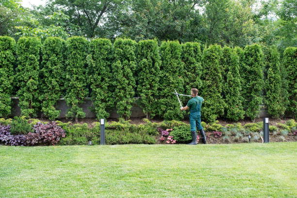 How Our Tree Care Process Works  in  Hillview, KY