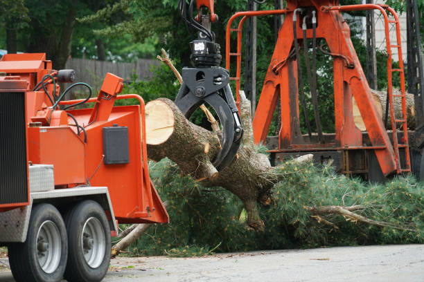 Best Commercial Tree Services  in Hillview, KY