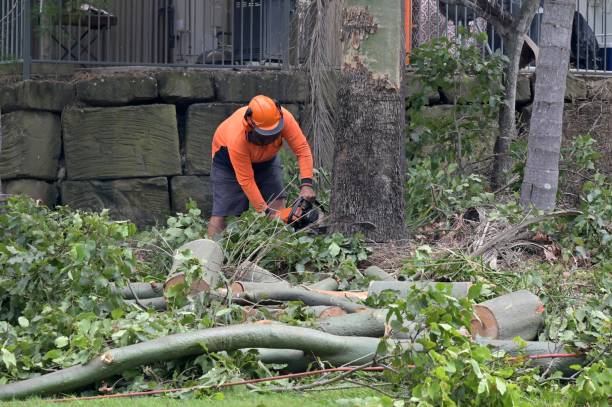 Best Utility Line Clearance  in Hillview, KY