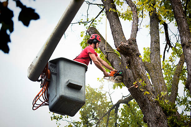  Hillview, KY Tree Services Pros