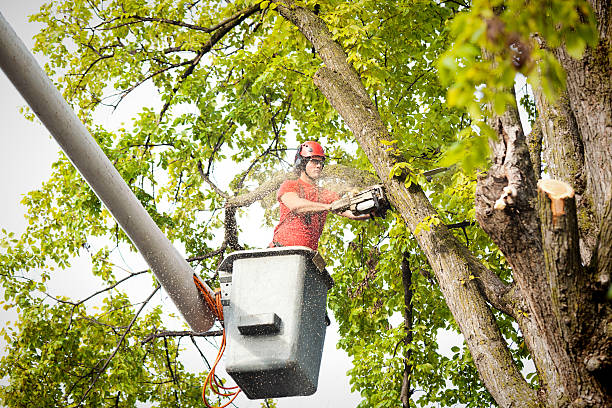 Best Storm Damage Tree Cleanup  in Hillview, KY