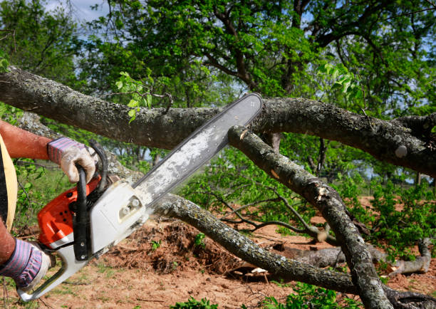 Best Tree Trimming and Pruning  in Hillview, KY