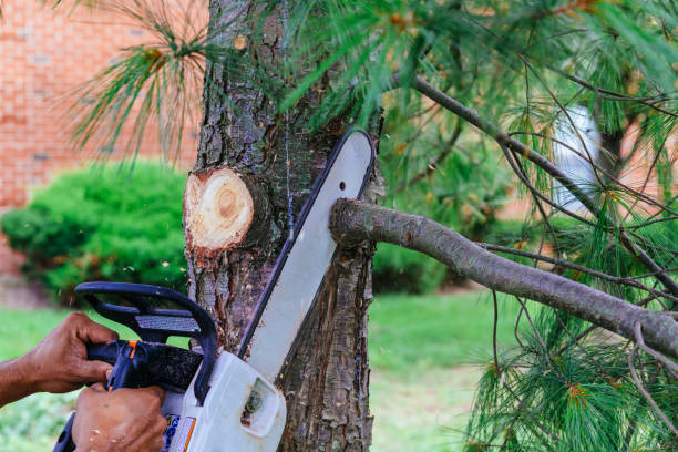 Hillview, KY Tree Services Company