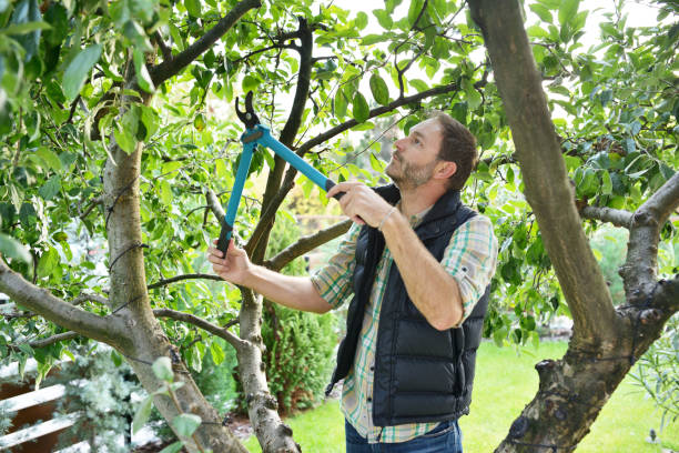 Best Tree Disease Treatment  in Hillview, KY