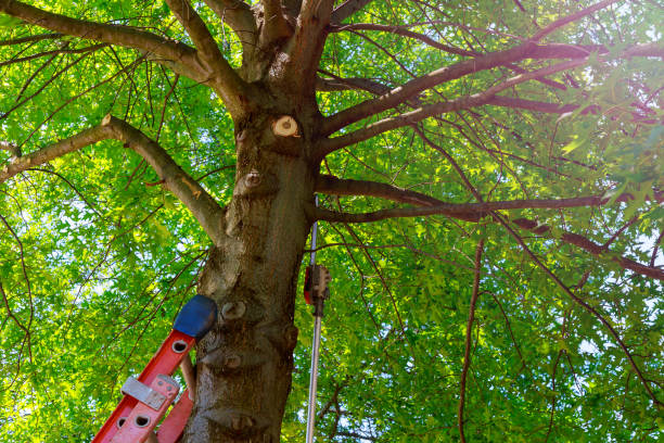 Best Tree and Shrub Care  in Hillview, KY